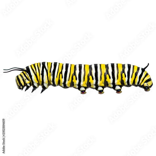 Monarch Butterfly Caterpillar Side View Isolated on Transparent Background