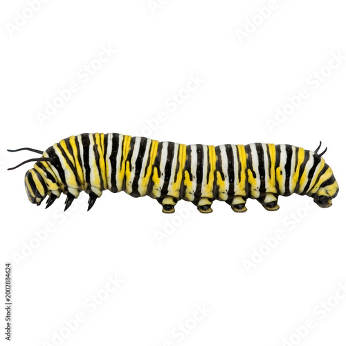 Detailed Macro of Monarch Caterpillar Larva on Transparent Background