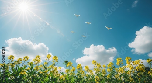 Yellow flowers blooming under a bright blue sky with white clouds and flying birds