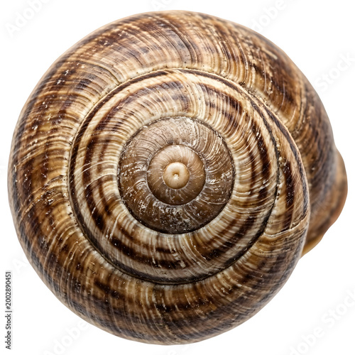 Detailed Texture of Garden Snail Shell Surface isolated on Transparent Background