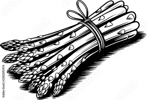 Black and white of a bunch of asparagus tied with a ribbon a white background vegetable