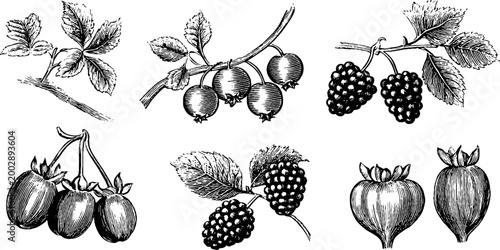 Various wild berries and fruits on branches isolated