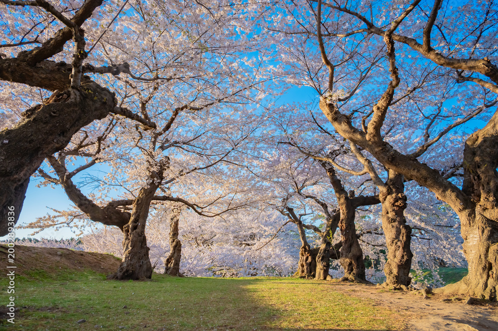 Fototapeta premium Cherry Blossoms and Reflection at Goryokaku Park under Clear Blue Sky in Hakodate, Hokkaido, Japan