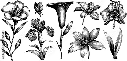 Assorted floral engravings displayed as upright stems on white background