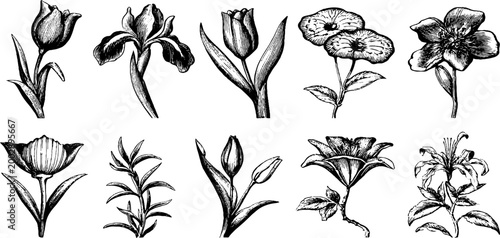Various drawn flower sketches arranged in horizontal rows on white background