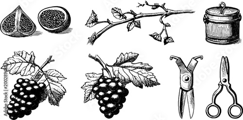 Fig and grape botanical elements with pruning tools