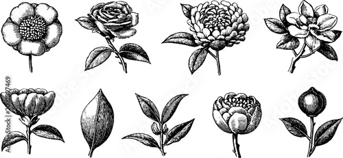 Assorted floral sketches showing individual blossoms and leaves