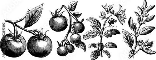 Tomato branches with clustered fruits on white background