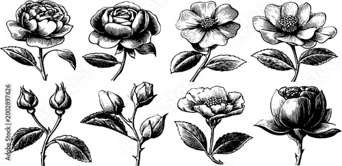 Individual flower blooms and buds on white background