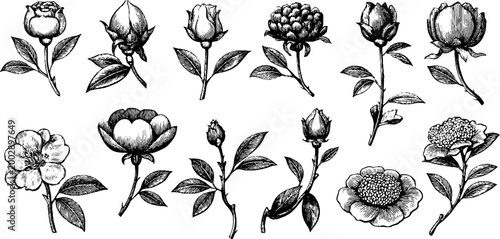 Assorted flower buds and small stems on white background