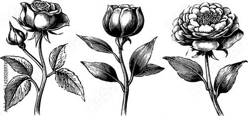 Three rose blossoms on slender stems in botanical drawing