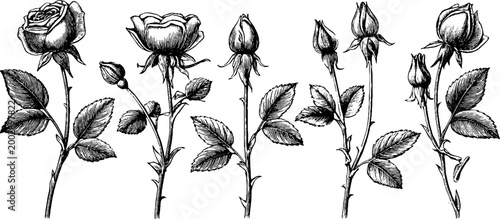 Rose stems with buds and blooms standing on white backdrop