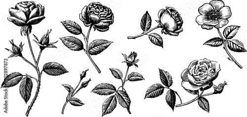 Assorted rose flowers and cut stems arranged on white backdrop