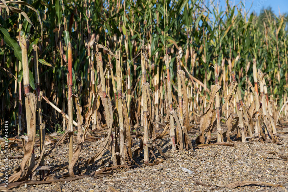 Fototapeta premium green and yellow corn leaves in the autumn season during the corn harvest, natural light