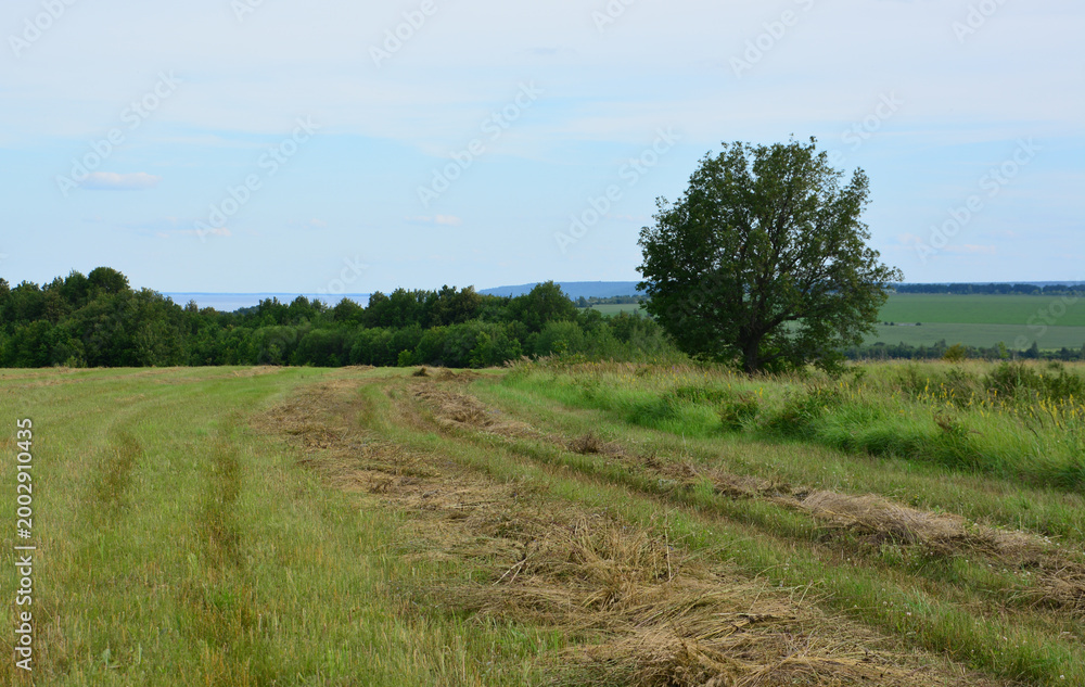 Fototapeta premium Rural Landscape with Mown Grass Field and a single Tree copy space