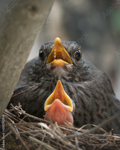 Cuadro en lienzo Blackbird chicks begging for food in nest