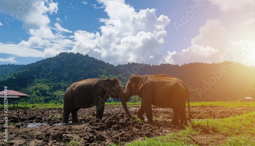 Elephants in rural landscape.