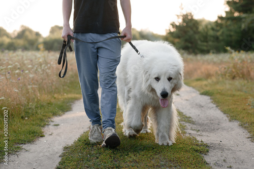 Foto huge white Pyrenean Mountain Dog walking on leash with owner on country road in