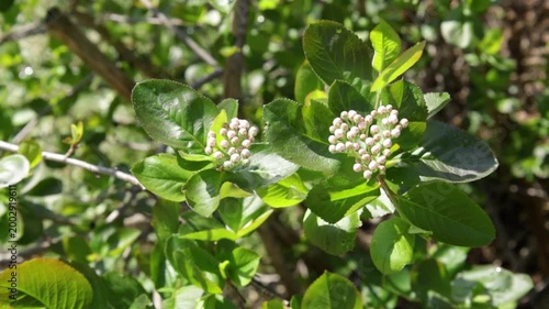 chokeberry or aronia bush blossom in spring with green leaves