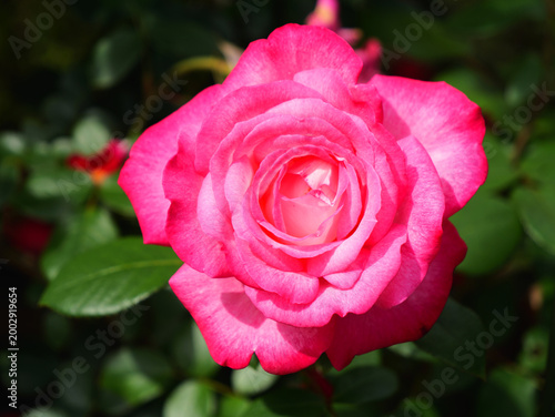 Obraz na płótnie 日本、神奈川県、初夏、生田緑地の薔薇