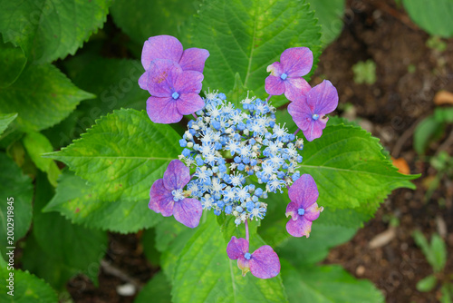 Obraz na płótnie 日本、神奈川県、初夏、相模原北公園の紫陽花
