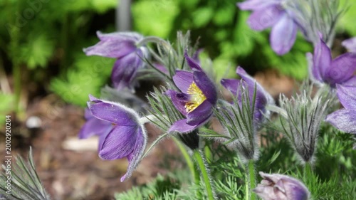 purple European spring pasqueflower or called 