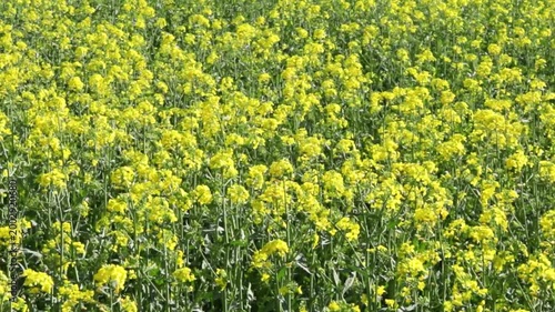 yellow canola field or colza field