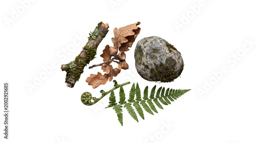 Fotografie Assortment of natural forest elements: mossy branch, dried oak leaves, acorns, rock, and fern on transparent