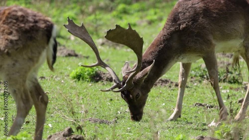 deer in the woods or forest on grass field eating