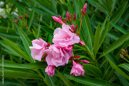 Oleander flower. Flowering nature closeup. Macro of flowering plant. Pink exotic flower. Natural flower plant. Flora nature. Bright blooming flower in nature. Nerium oleander