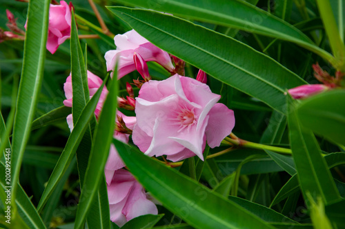 Flowering nature closeup. Macro flowering plant. Pink exotic flower. Natural flower plant. Flora nature. Bright blooming flower in nature. Nerium oleander. Oleander flower