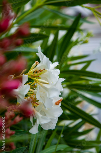 Quadro su tela Nerium oleander
