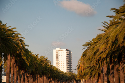 Residential skyscraper palm. Modern skyscraper building. Architectural building in Spain. Skyscraper in palm alley. Hotel view. Architecture design of modern building with palm tree alley