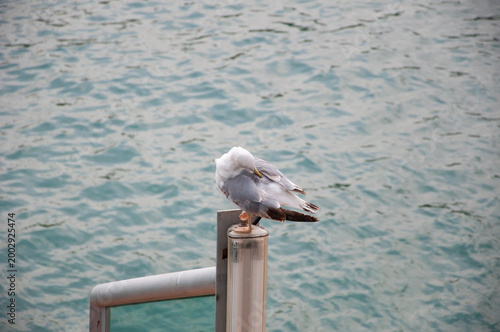 A lonely seagull at the sea. Seagull near water. Sea gull bird. Fauna and nature. Seagull bird observing the water. Sea gull with beak and feather. Seagull sitting on streetlamp outdoor