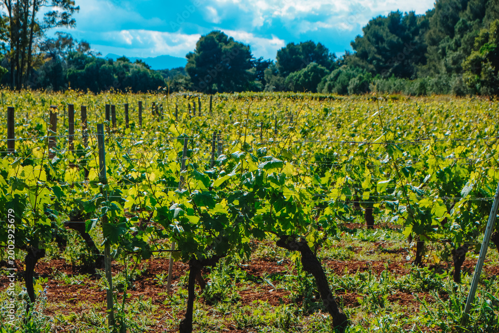 Obraz premium sunlit vineyard landscape on Ile Saint-Honorat