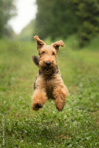 airedale terrier dog running straight at the camera on a field in a park on a rainy day in summer
