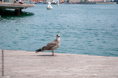Fauna and nature. Seagull bird observing the water. Sea gull with beak and feather. Seagull sitting outdoor. A lonely seagull at the sea. Seagull near water. Sea gull bird in port
