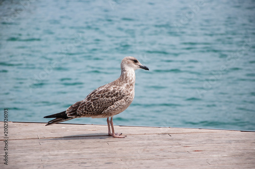 Sea gull bird. Fauna and nature. Seagull bird observing the water. Sea gull with beak and feather. Seagull sitting outdoor. A lonely seagull at the sea. Seagull near water. Copy space