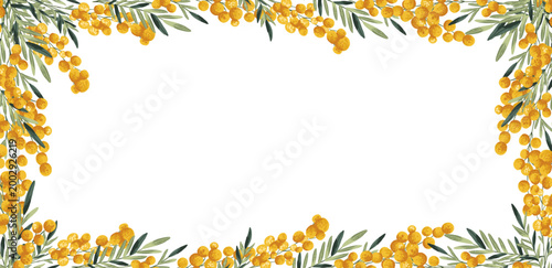 Frame with spring yellow mimosa flowers on transparent background