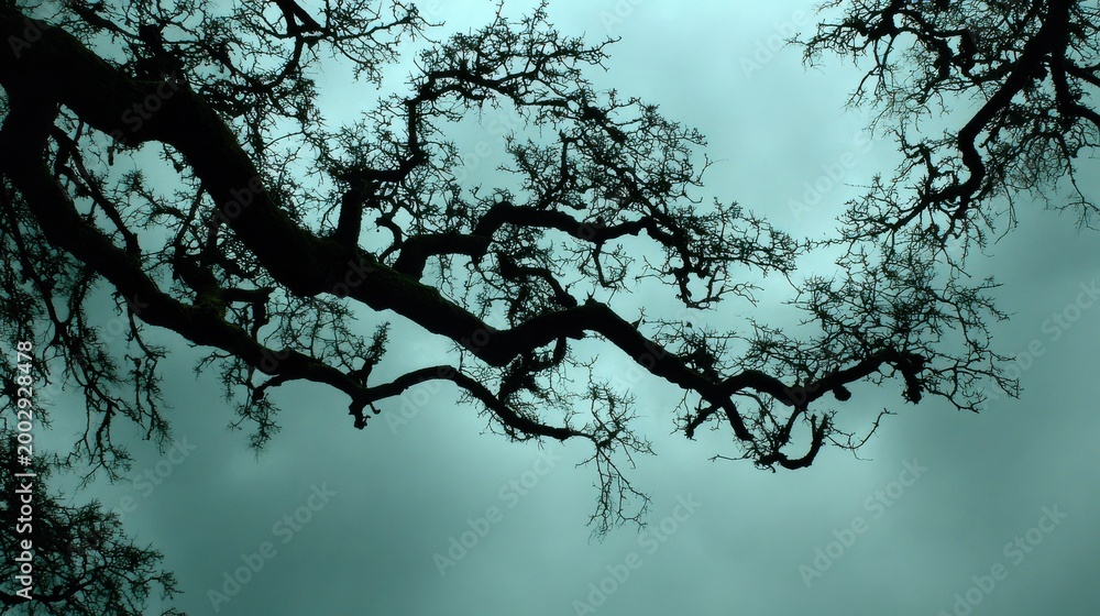 Fototapeta premium Silhouetted Weathered Oak Tree Branches Reaching Towards a Moody Sky