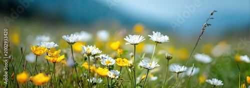 Close up of white and yellow wild flowers in a grassy meadow with soft focus background