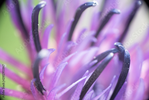 blume blüte lila grün makro nah