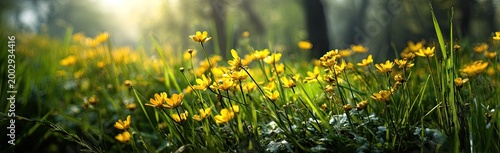 Golden sunlight streams through lush green grass dotted with vibrant yellow wildflowers