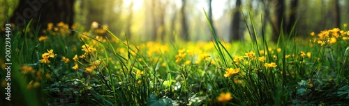 Sunlit forest floor awakens with vibrant yellow wildflowers and lush green grass
