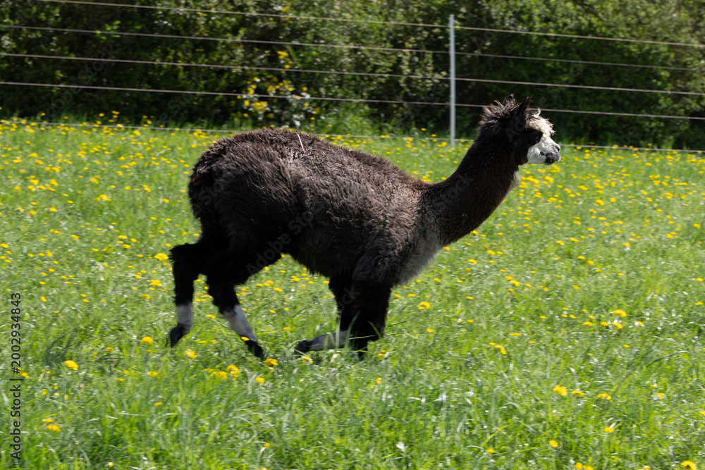 Fototapeta premium alpaka tier natur lama