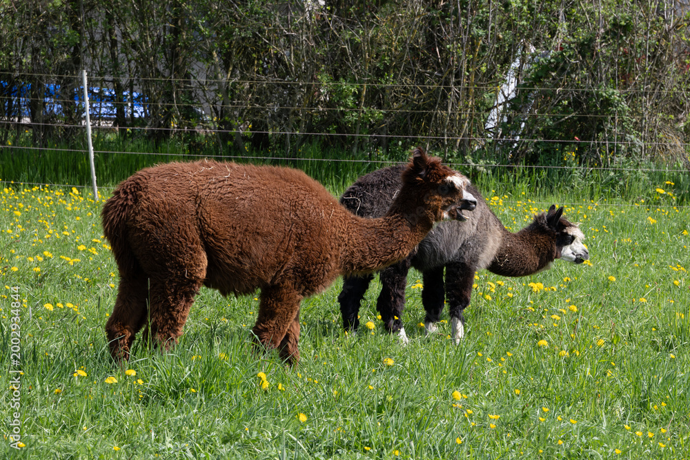 Fototapeta premium alpaka tier natur lama 2 paar
