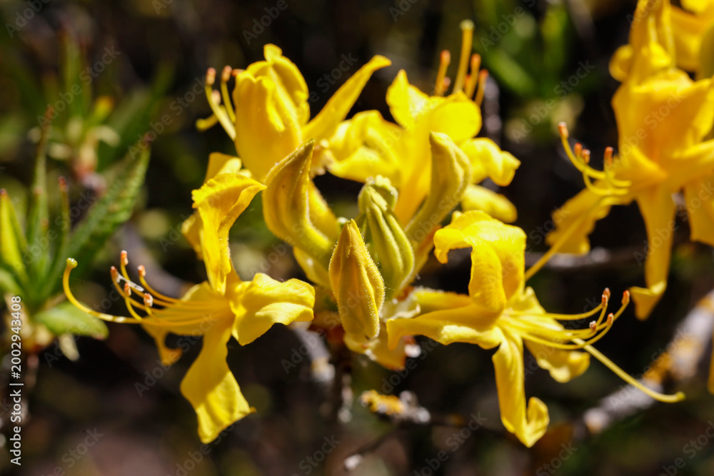 Fototapeta premium Close-up of a Yellow Azalea Flower in a Spring Garden