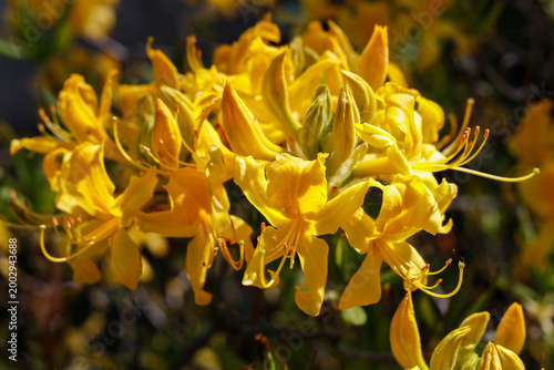 Close-up of a Yellow Azalea Flower in a Spring Garden