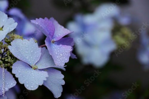 ライラック色の雨の日の紫陽花