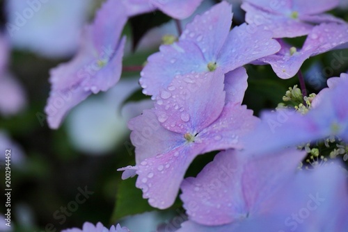 雨に濡れる紫陽花